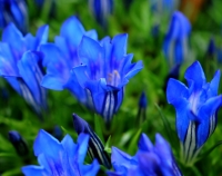 Big dark blue flowers